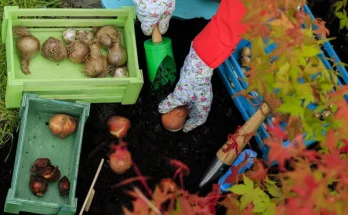 Hagyma ültetése: Hogyan neveld a legjobb hagymákat?