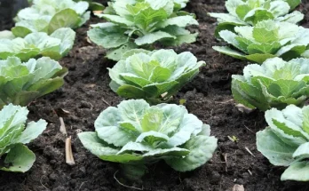 Káposzta nevelése: Milyen ápolási tippek segítik a növekedést?