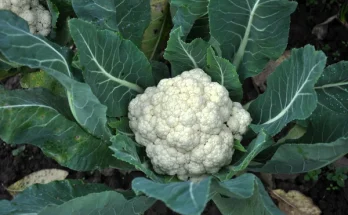 Karfiol termesztése: Tippek az egészséges növekedéshez