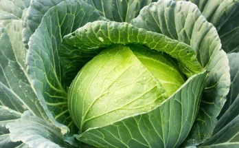 Kelkáposzta ültetése és ápolása: Hogyan érj el szép és egészséges leveleket?