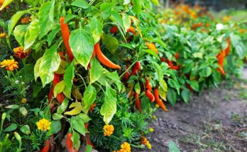 Paprika ültetése: Hogyan válassz fajtát és gondozd helyesen?