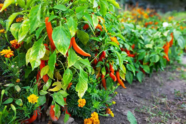 Paprika ültetése: Hogyan válassz fajtát és gondozd helyesen?