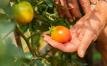 Paradicsom gondozása: Tippek a betegségek elkerülésére