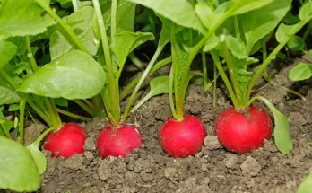 Retek vetése: Gyorsan növő zöldség a kertedbe