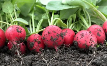 Retek nevelése: Tippek a gyors és bőséges terméshez