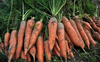 Sárgarépa vetése: Milyen talajt és tápanyagokat igényel?