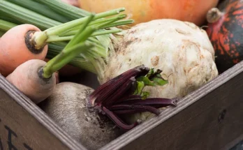 Zeller ültetése: Praktikus tanácsok a nagy gumókhoz