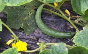 Uborka termesztése balkonon: Praktikus tanácsok kis helyre