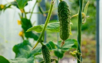 Uborka gondozása: Hogyan kerüld el a leggyakoribb betegségeket?