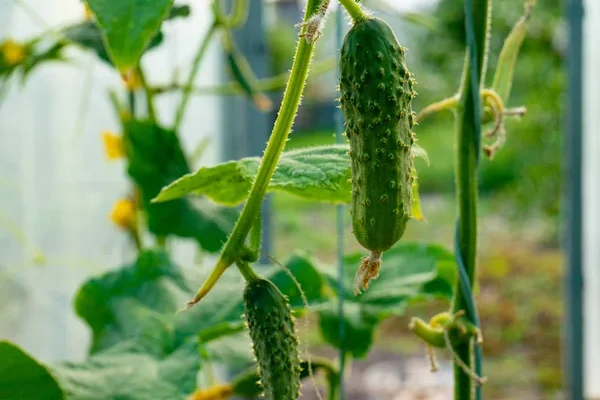 Uborka gondozása: Hogyan kerüld el a leggyakoribb betegségeket?