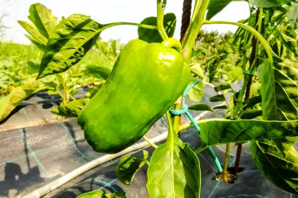 Zöldpaprika termesztése: Ültetés és gondozás a legjobb eredményért