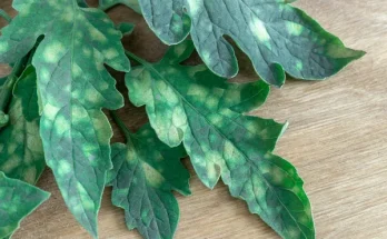 Gombás betegségek felismerése és kezelése