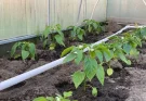Paprika palánta nevelése: Mikor ültesd ki a kertbe?