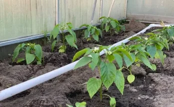 Paprika palánta nevelése: Mikor ültesd ki a kertbe?