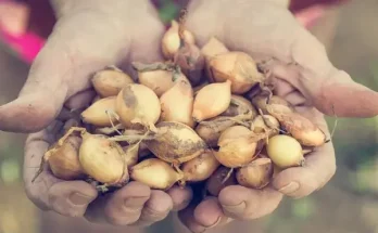 Hagyma vetése: Mikor és hogyan érdemes elindítani?