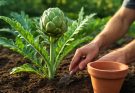 Articsóka (Cynara scolymus) ültetés és főzési tippek