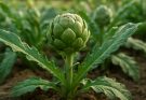 Articsóka (Cynara scolymus) ültetés és gondozási tippek kezdőknek