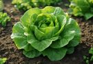 Fejes saláta (Lactuca sativa) ültetési tippek és növekedésoptimalizálás