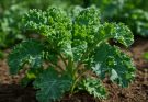 Fodros kel (Brassica oleracea var. laciniata) termesztési tippek