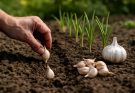 Fokhagyma (Allium sativum) ültetés és bő termés biztosítása