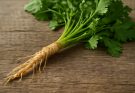 Fűszeres koriandergyökér (Coriandrum sativum var. radicosum) levesekhez