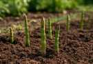 Japán spárga (Asparagus officinalis var. japonicus) ültetés és receptek