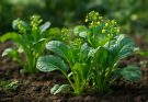 Kínai brokkoli (Brassica oleracea var. alboglabra) ültetés és receptek