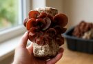 Kínai gomba (Auricularia polytricha) otthoni termesztése