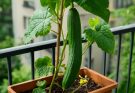 Kínai hosszú uborka (Cucumis sativus var. longus) nevelése balkonon