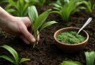 Medvehagyma (Allium ursinum) ültetése és pesto receptek