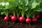Retek (Raphanus sativus) gyorsan növő fajták bemutatása