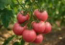 Rózsaszín paradicsom (Solanum lycopersicum var. rosso) ültetés és receptek