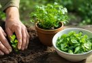 Vízi retek (Rorippa nasturtium-aquaticum) ültetése és saláta felhasználás