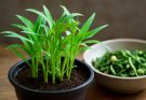 Vízi spenót fiatal hajtások (Ipomoea aquatica var. minor) ültetés és receptek