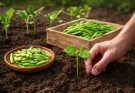 Zöldbab (Phaseolus vulgaris) ültetés és tárolás tippek