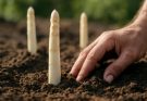Fehér spárga hosszúkás (Asparagus officinalis var. albus longus) ültetés