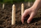 Fehér spárga keserű ízű (Asparagus officinalis var. albus amara) ültetés