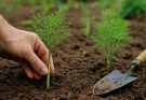 Japán spárga keserű levelű (Asparagus officinalis var. japonicus amara) ültetés