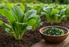 Komatsuna (Brassica rapa var. perviridis) ültetése és főzelékek