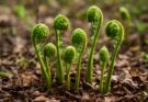 Ostrich fern (Matteuccia struthiopteris) fiatal hajtások felhasználása